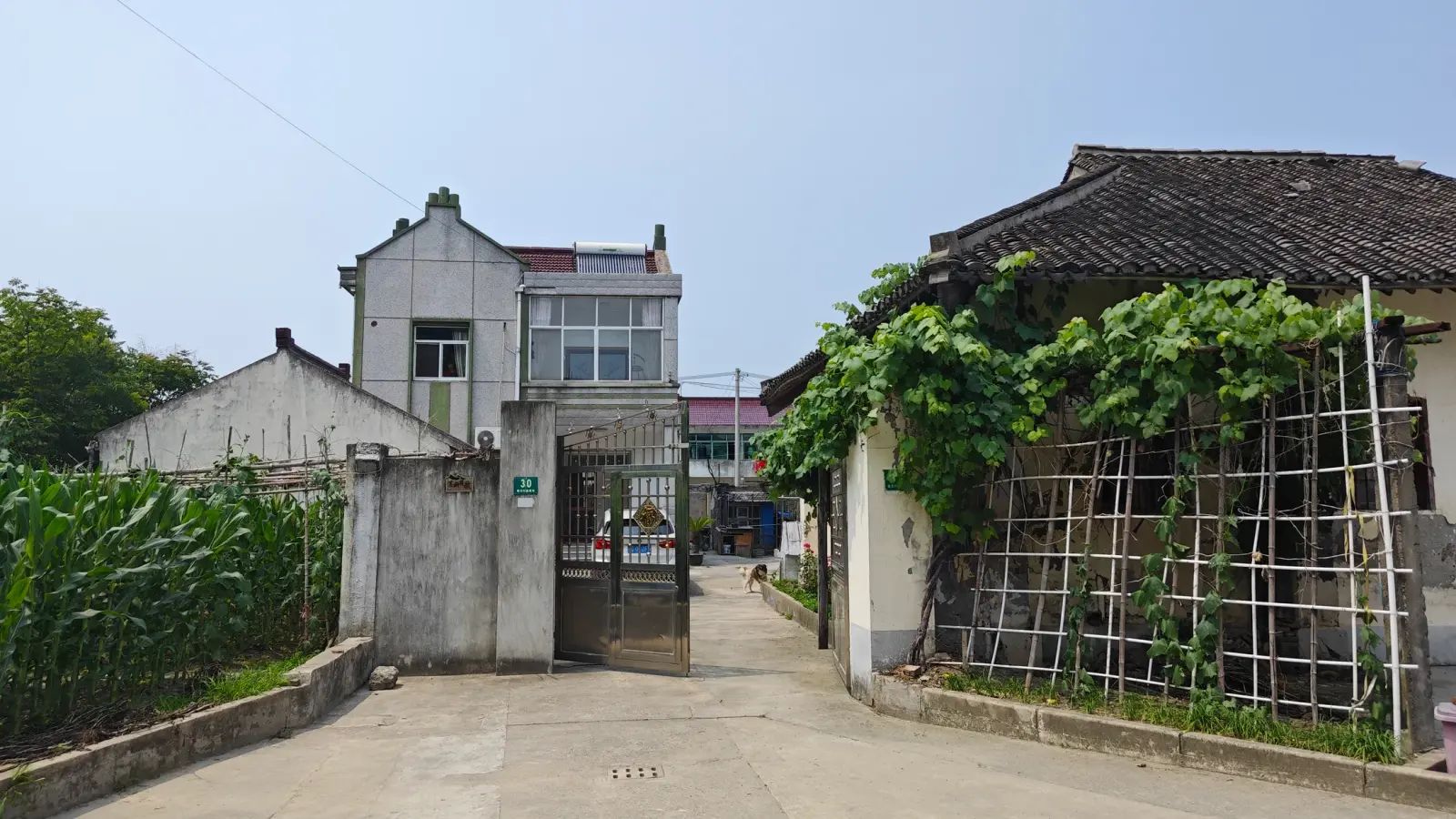 An iron gate in a concrete wall beside a low tiled building covered by a green vine on a white trellis.