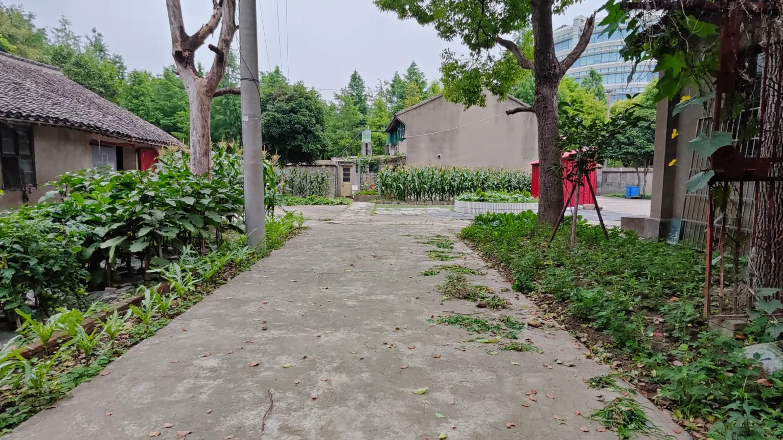 A concrete path between vegetable gardens and a low tiled house, with trees and a glass building in the distance.