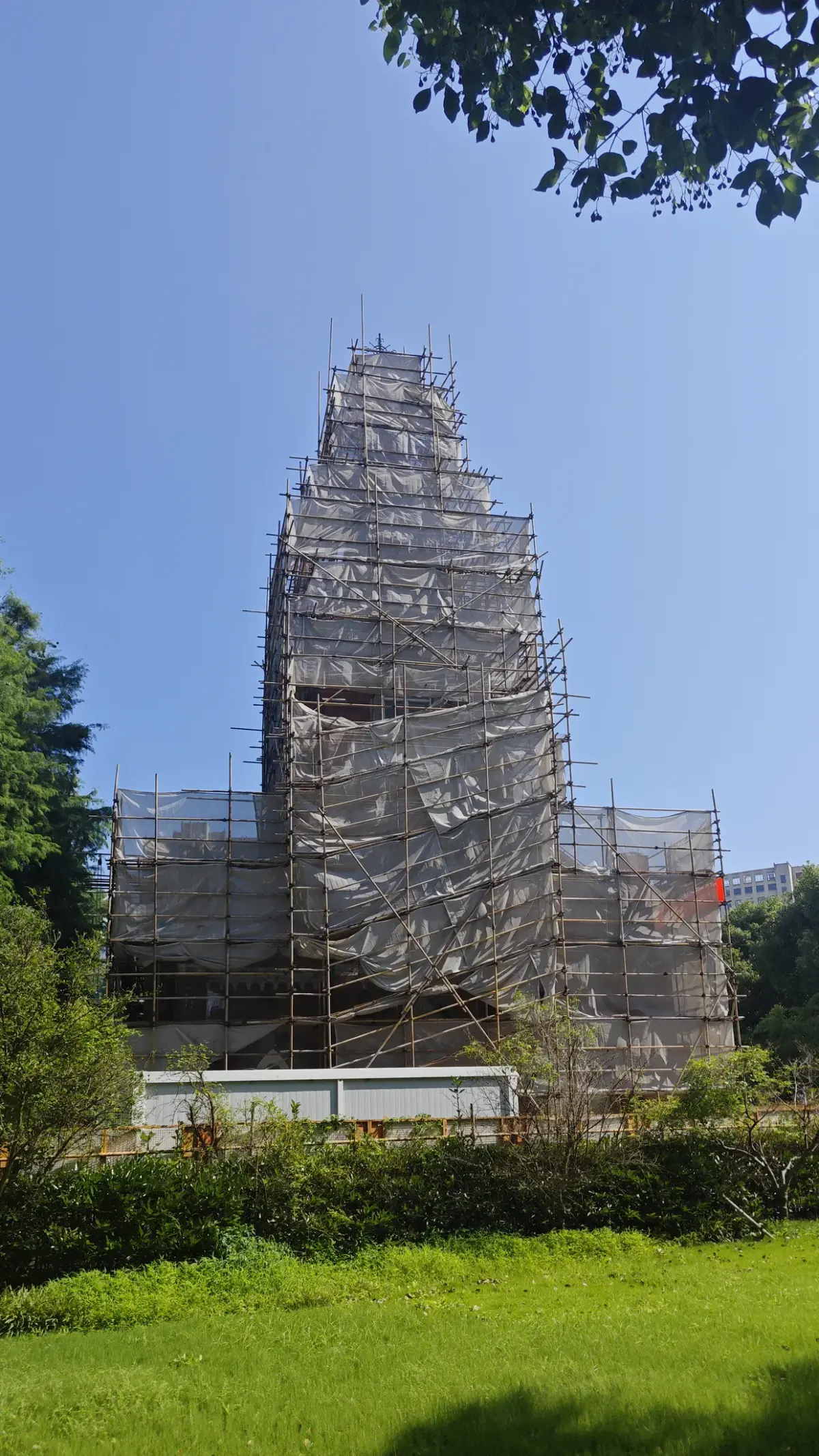 A scaffolded church tower rising behind a hedge on a lawn.