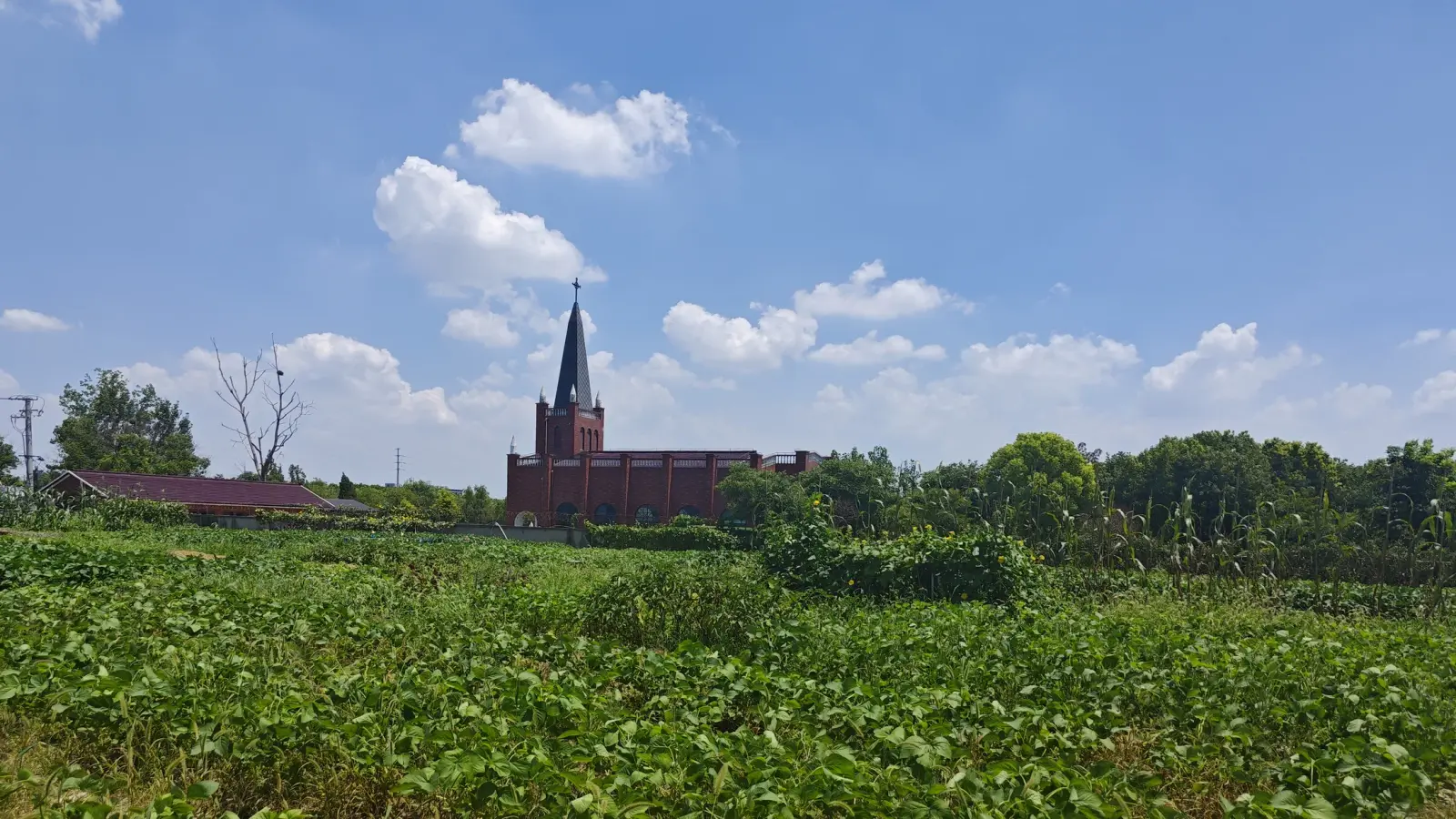 A distant red-brick church with a spire beyond a flat field of green crops.